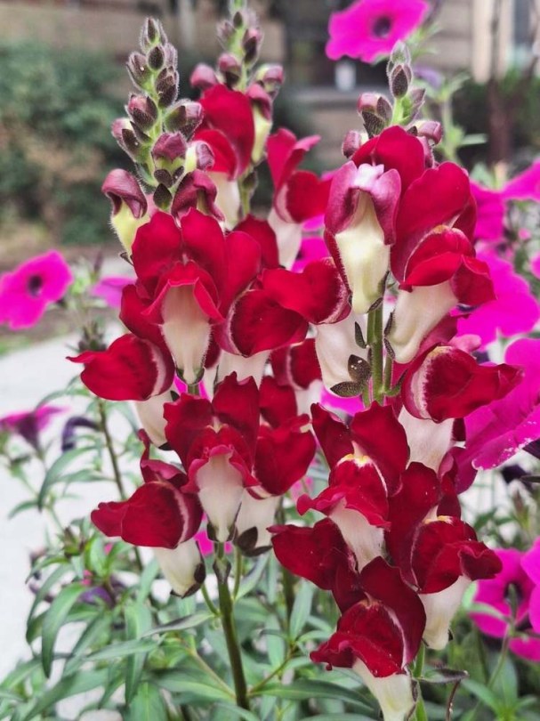Oroszlánszáj - Tátika 'Night & Day', Antirrhinum majus, virág